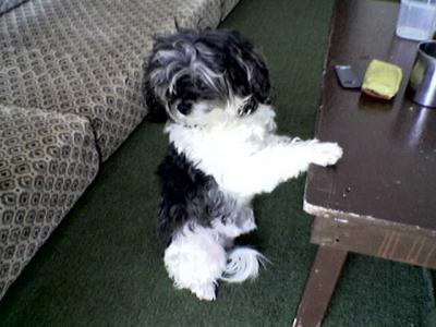                                           clio mon chien 